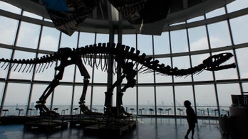 Toxic oceans played a huge part in prehistoric mass extinction