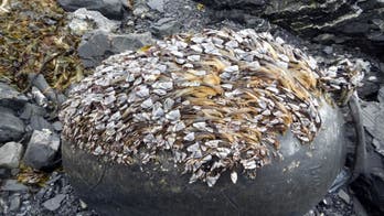 Massive marine debris removal project to get underway in Alaska