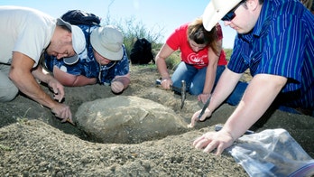 Fossilized turtle believed to have lived tens of millions of years ago excavated in New Mexico
