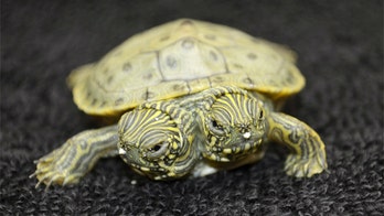Welcome Thelma and Louise: San Antonio Zoo announces hatching of two-headed turtle