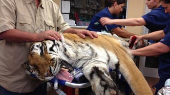Veterinary surgeons remove basketball-sized hairball from tiger in Fla. that stopped eating