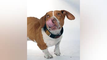 AP PHOTOS: With California's ugly dog contest coming up, here's a look at past winners