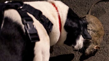 Urban hunters use dogs to track rats in New York City