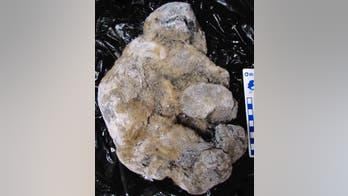 Ancient cave lion cubs found crushed and frozen in Russia