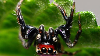 How ‘vampire’ spiders could help in the fight against malaria