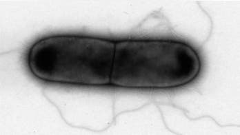 Bacteria-eating viruses found to effectively destroy C. difficile superbug