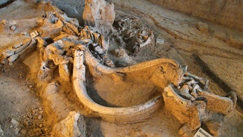 Mammoth tooth reveals beast once walked around Austin, Texas