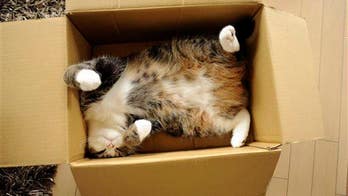 Watching cat videos is actually good for you, says a researcher