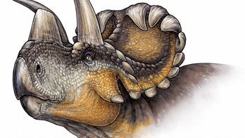 Frills and whistles: Triceratops relative had bizarre head of horns