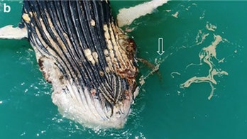 Sharks, crocodile spotted feasting on whale in 'rare' drone video