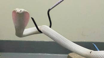 A cobra that became a national celebrity after it roamed a neighborhood now has a new name