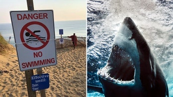 Great white shark suspected in Cape Cod beach attack