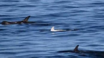 Rare white dolphin glimpsed in Monterey Bay
