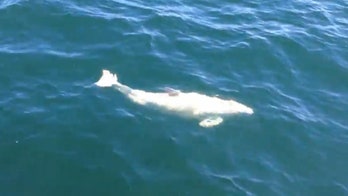 Rare white porpoise caught on camera