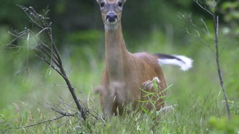 Project could revive deer on reservation land