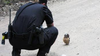 Owl with an attitude wins face-off with Colorado deputy on patrol