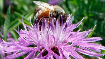 Bumblebees getting stung by sickness killing honeybees