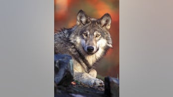 Study: Killing wolves means more livestock attacks