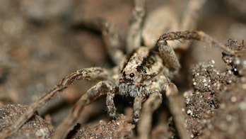'Purring' Wolf Spiders softly serenade mates