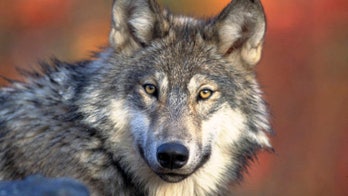 Grand Canyon gray wolf may have been shot in Utah