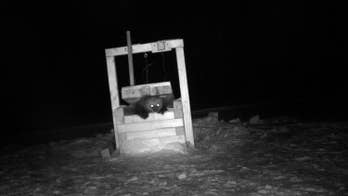 This wily wolverine threw scientists for a loop