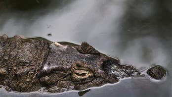 Woman jumps into crocodile pit to commit suicide