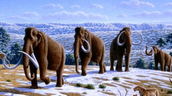 Woolly mammoths had a horrible and miserable end, study says