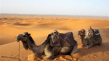 World Health Organization recommends: Lay off the camel pee