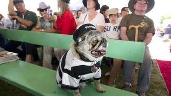 Homely hounds compete to be top dog in contest that applauds imperfections