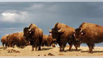 Yellowstone bison sent to slaughter as park trims herd