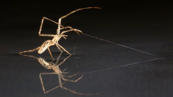 Spiders, Ahoy! 8-legged critters can 'sail' over water