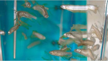 Researchers discover potential epilepsy drug using zebrafish