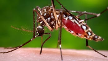 4 more likely homegrown Zika cases found in Texas