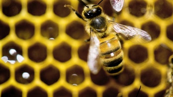 Vermont beekeepers face threat of 'zombie' bees; 1st time parasite found in Eastern US