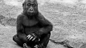 Zookeepers, public outraged over baby gorilla's death at San Francisco Zoo