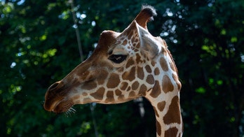 Zoo Atlanta giraffe Zuberi gets neck 'wedged' in rail, dies: officials
