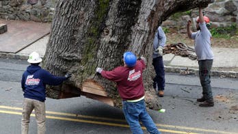 600-year-old tree that witnessed history taken down