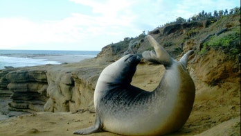 Hidden cameras offer unique glimpse of animals in the wild