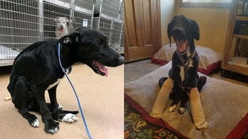 Abused dog unable to walk after being kept in small cage looking for new home