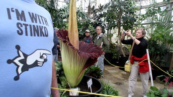 Ohio State greenhouse awaits corpse flower's rare stinky bloom, with odor of rotted flesh