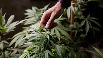 School committee to vote on medical marijuana policy