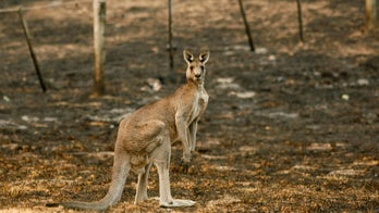 Viral video captures kangaroo attacking girl at Alabama animal park