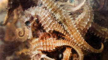 British conservationist fights to save seahorses in Cambodia