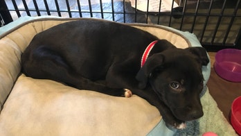 Dad gets puppy for daughter at J.K. Rowling's endorsement