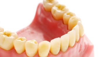 University officials defend using dogs in dental program