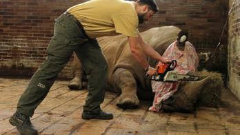 Czechs saw off rhino horns as precaution after France attack