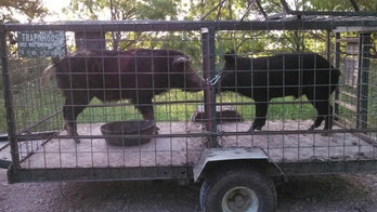 Feral swine have Texas county at epicenter of hog wild battle