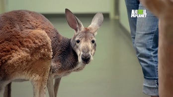 Bronx Zoo kangaroo gets cryotherapy for arthritis