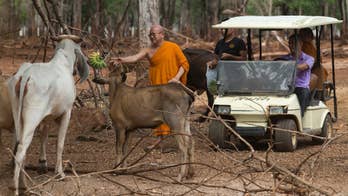 Buddhist temple linked to tiger trafficking denies its leader was involved