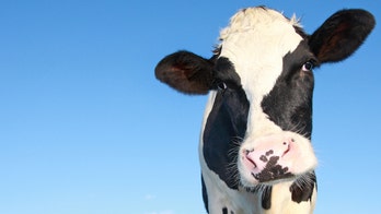 Australian restaurant facing backlash for hanging dead cow from ceiling